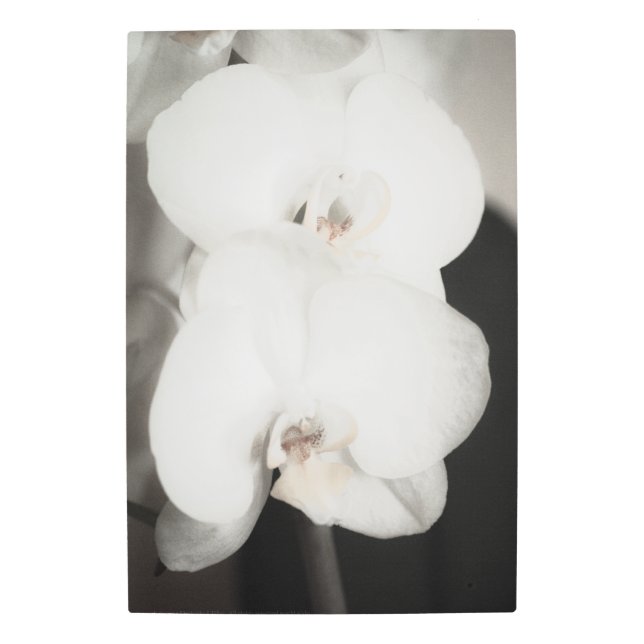 Orchid 8931 metal print (Front)