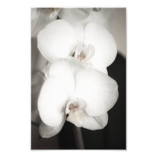 Orchid 8931 photo print