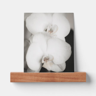 Orchid 8931 picture ledge
