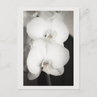 Orchid 8931 postcard