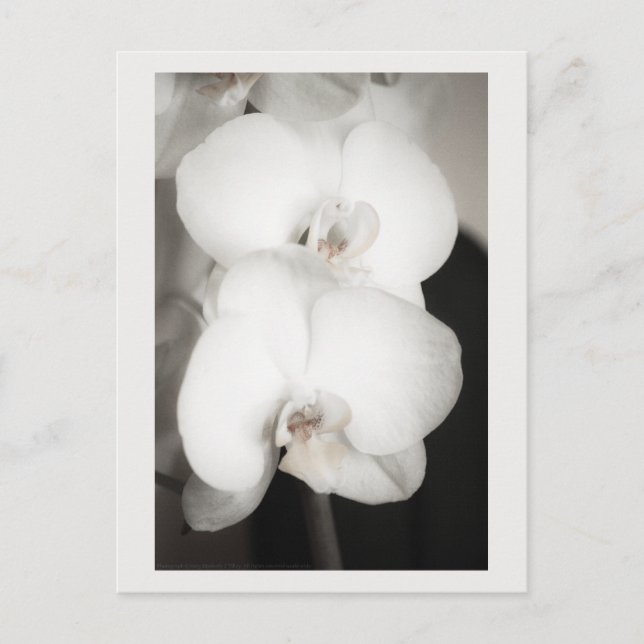 Orchid 8931 postcard (Front)