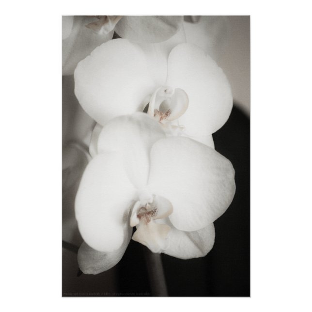 Orchid 8931 poster (Front)