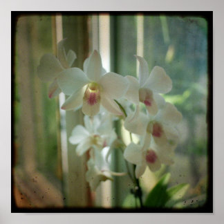 orchid 8 x 8 original Nature TTV photograph Poster