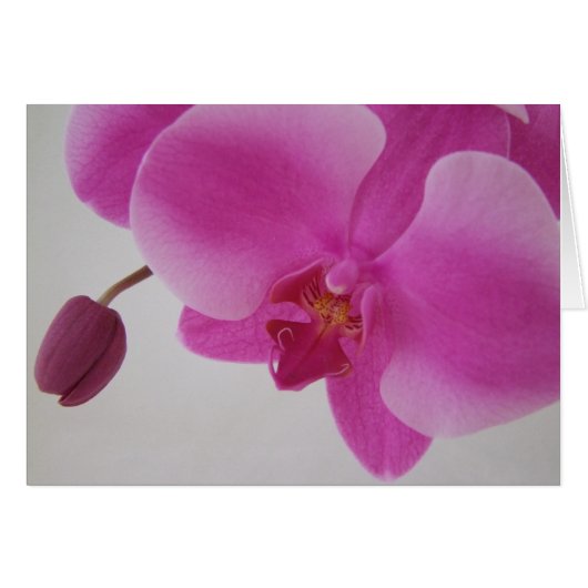Orchid and Bud Cards (Front Horizontal)