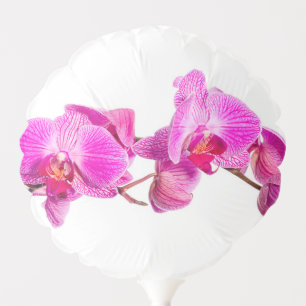 Orchid Balloon