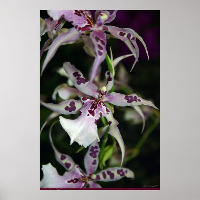 Orchid Beallara Poster -24x36 -other sizes also (Front)