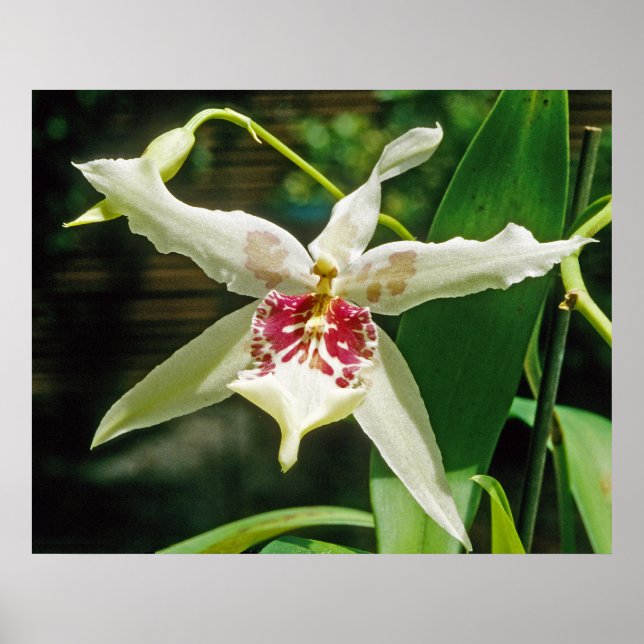 Orchid Beallara 'Tahoma Glacier' Poster (Front)