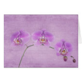 Orchid Beauty (Front Horizontal)