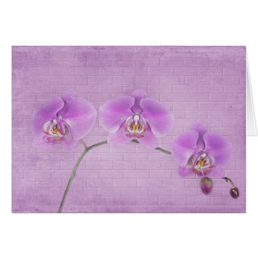 Orchid Beauty Cards (Front Horizontal)