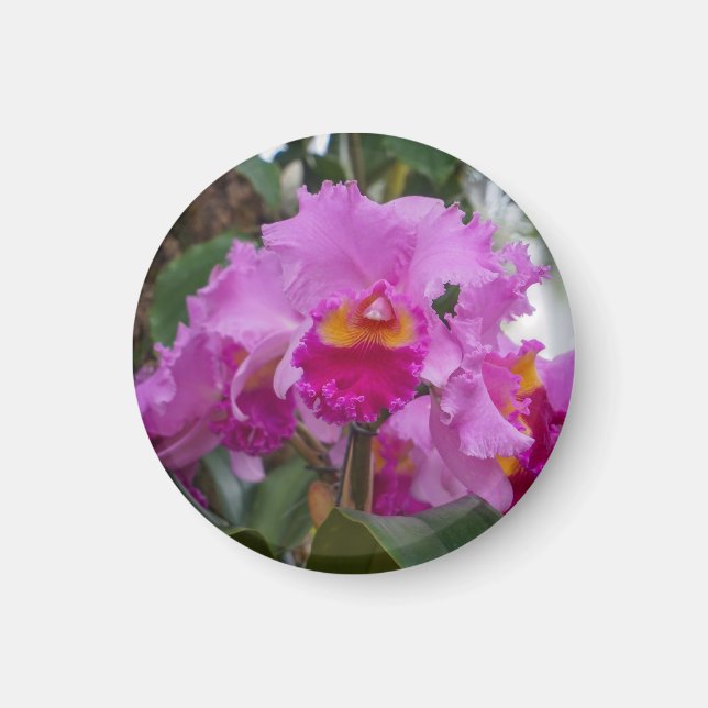 Orchid Beauty Magnet (Front)