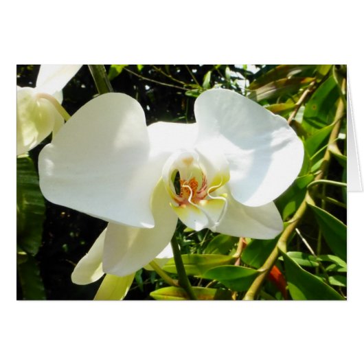 Orchid - Blank Card (Front Horizontal)