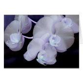 orchid blooms (Front Horizontal)