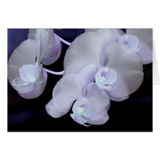 orchid blooms cards
