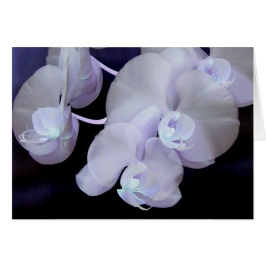 orchid blooms cards (Front Horizontal)