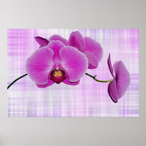 Orchid Blooms Poster