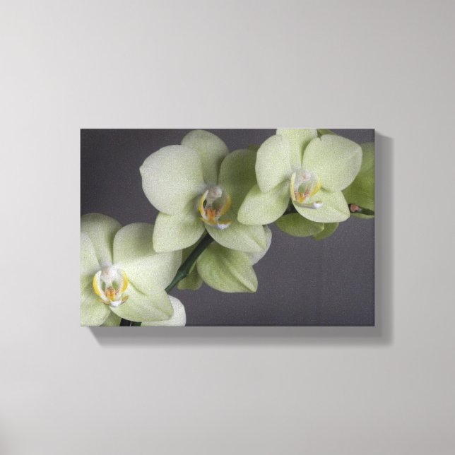 Orchid  Blossoms Elegant Chic Mod Canvas Print (Front)