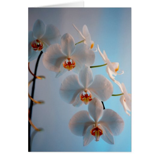 Orchid Branch (Front)