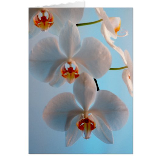 Orchid Branch Cards (Front)