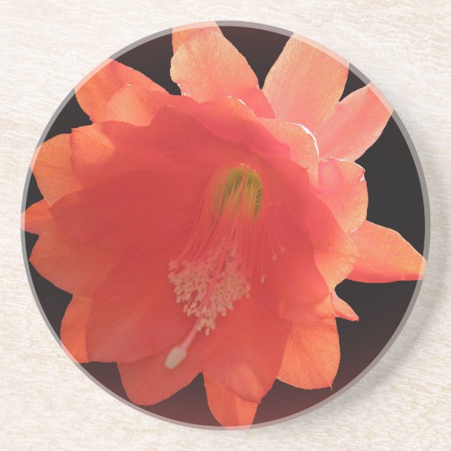 Orchid Cactus - Epiphyllum Ackermannii - Blossom Sandstone Coaster (Front)