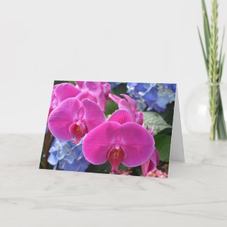 Orchid, card