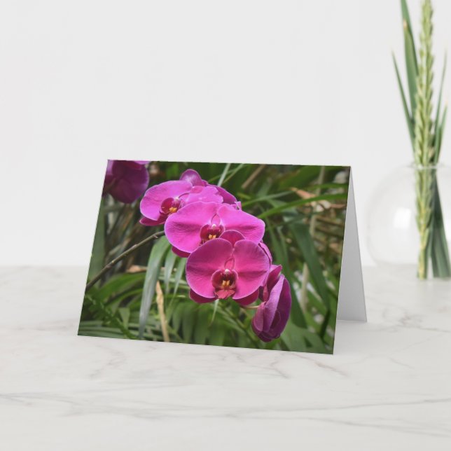 Orchid, card (Front)