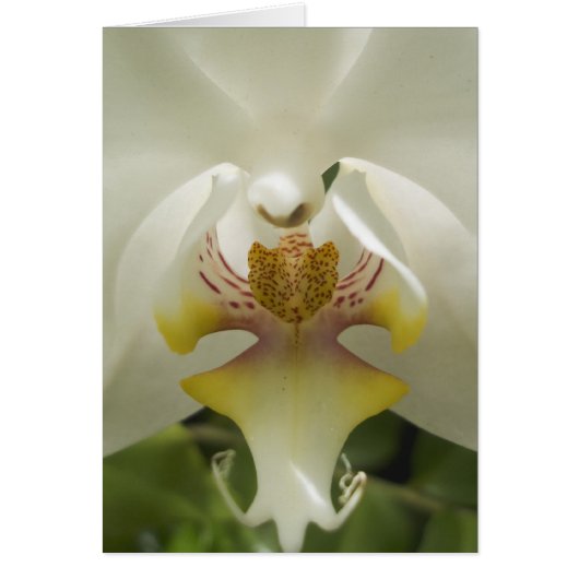 Orchid Card (Front)