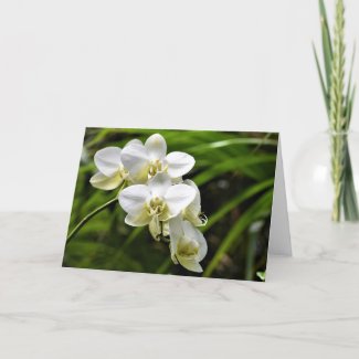Orchid, card