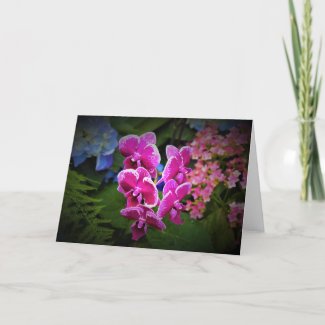 Orchid, card