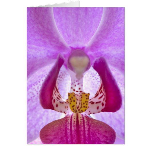 Orchid Cards (Front)