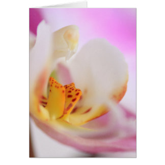 Orchid Cards