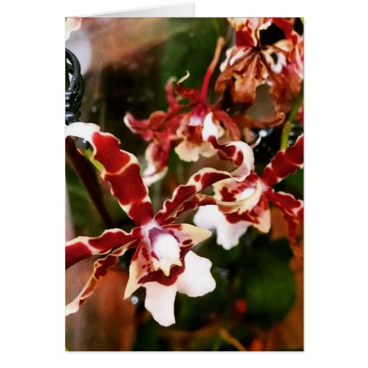 Orchid Cards (Front)