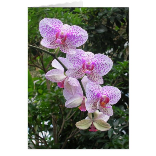 Orchid Cards (Front)