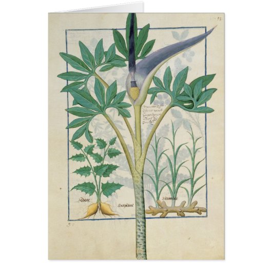 Orchid Cards (Front)