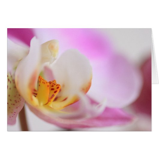 Orchid Cards (Front Horizontal)