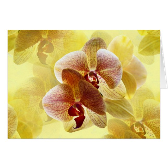 orchid cards (Front Horizontal)
