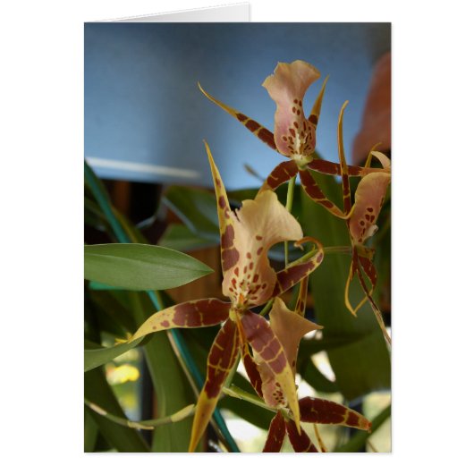 Orchid Cards (Front)