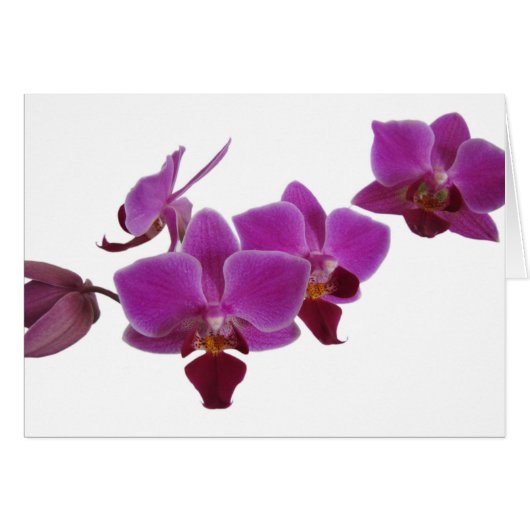 Orchid Cards (Front Horizontal)