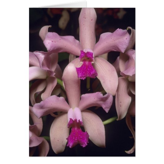 Orchid, (Cattleya amethystoglossa), Eastern Cards (Front)