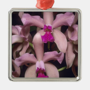 Orchid, (Cattleya amethystoglossa), Eastern Metal Ornament