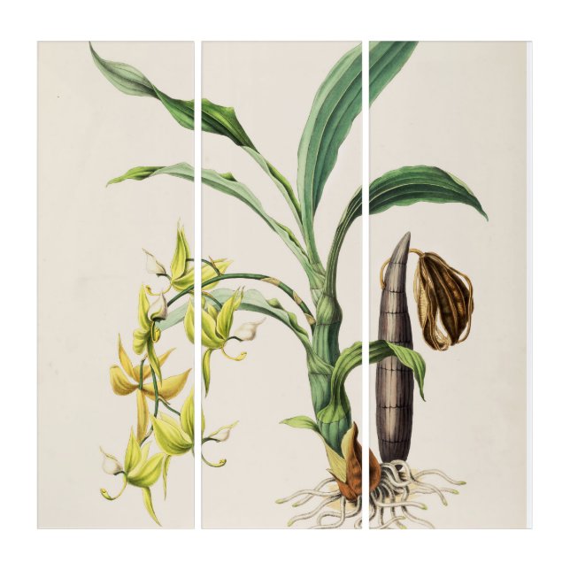 Orchid Central American Cycnoches ventricosum Triptych (Front)