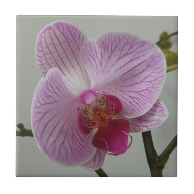 Orchid Ceramic Tile (Front)