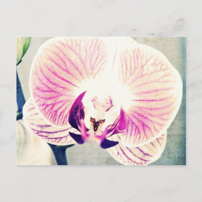 Orchid Colors Postcard (Front)