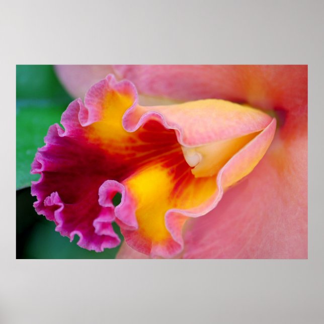 Orchid Colors Poster (Front)