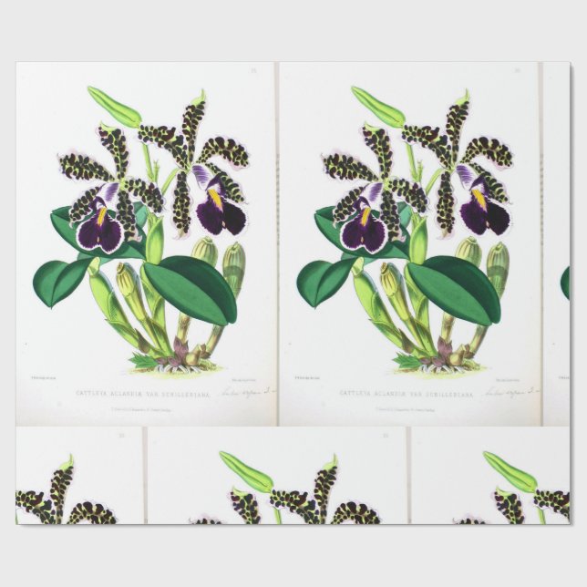 "Orchid-Dark-purple-black" Wrapping Paper (Flat)