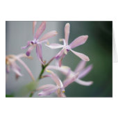 Orchid Darwinara Charm 'Blue Pacific' (Front Horizontal)