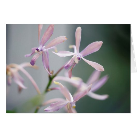 Orchid Darwinara Charm 'Blue Pacific' Cards (Front Horizontal)