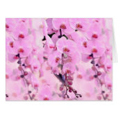 orchid dream (Front Horizontal)