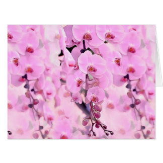 orchid dream cards
