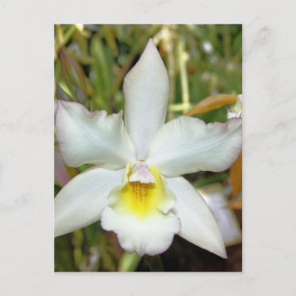 Orchid Eight Postcard