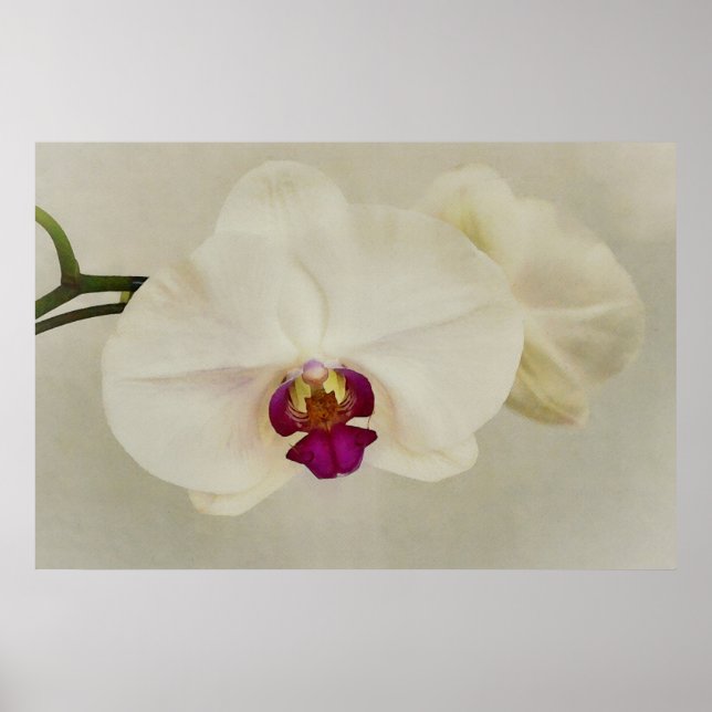 Orchid Flower Art Close Up  Poster (Front)